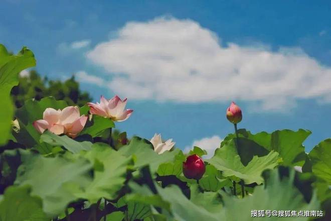 日月光伯爵汇景华庭发布：嘉定日月光伯爵汇景华庭清栋钜惠！(图8)