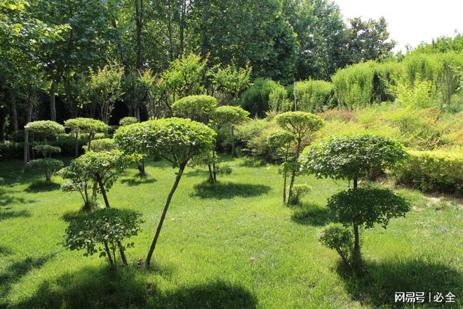 园林景观造景的方式和石景植物配置要求(图4)