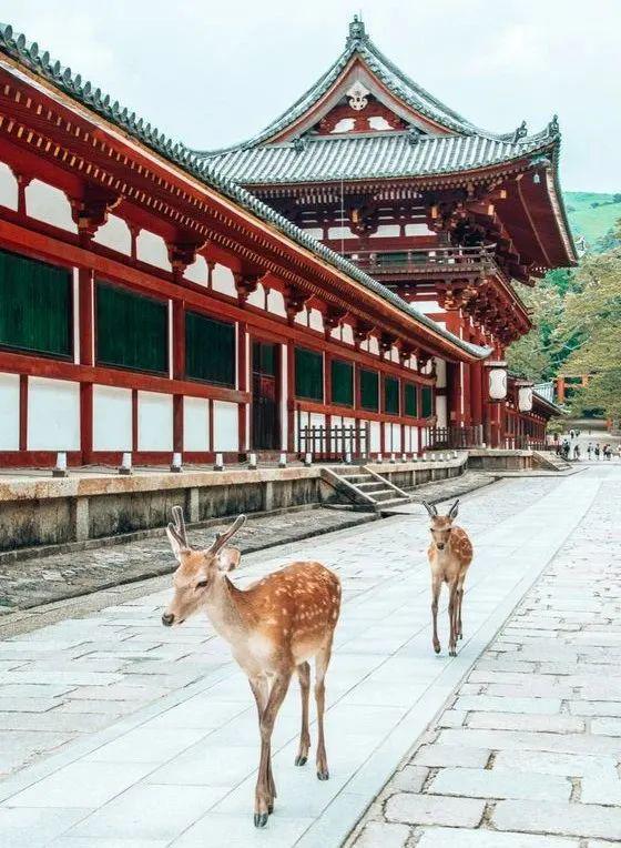 九游体育：避人流错峰玩日本！8月底京都听古寺风铃、奈良鹿见(图13)
