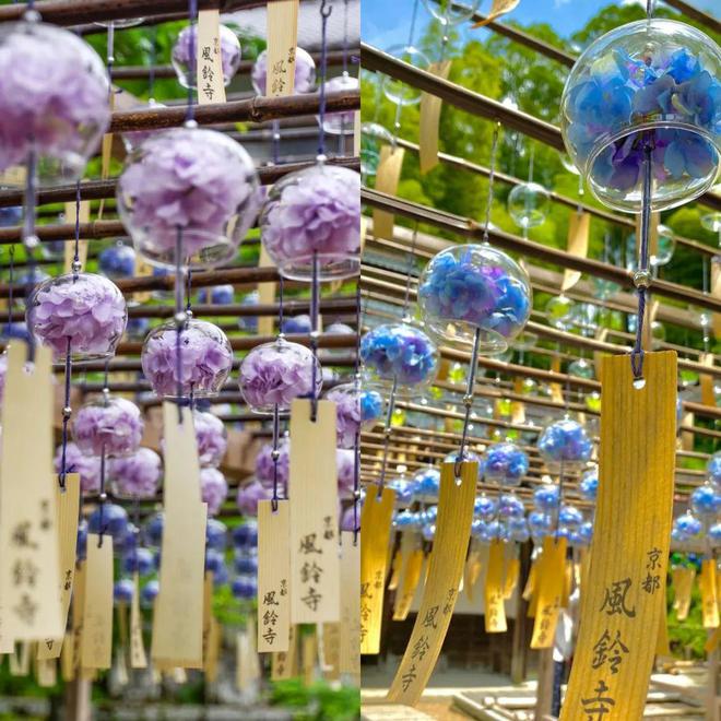 九游体育：避人流错峰玩日本！8月底京都听古寺风铃、奈良鹿见(图2)
