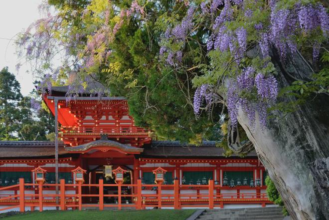 九游体育：避人流错峰玩日本！8月底京都听古寺风铃、奈良鹿见(图17)