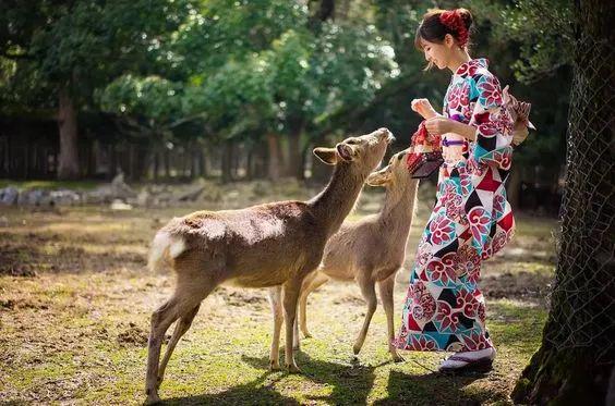 九游体育：避人流错峰玩日本！8月底京都听古寺风铃、奈良鹿见(图15)