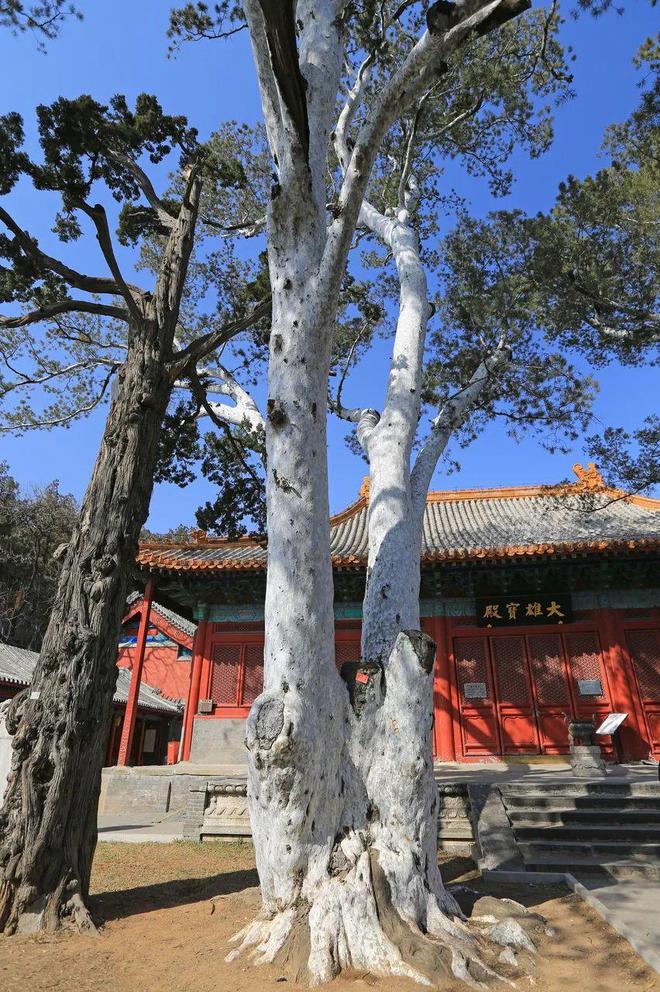 今年北京最美赏秋地藏不住了(图13)