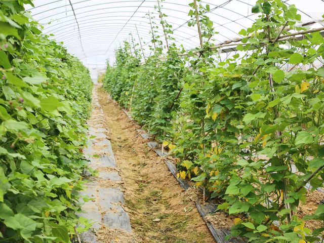 九游体育网站：跟着杯赛游惠阳CBA俱乐部杯让你看球游玩两不误(图30)