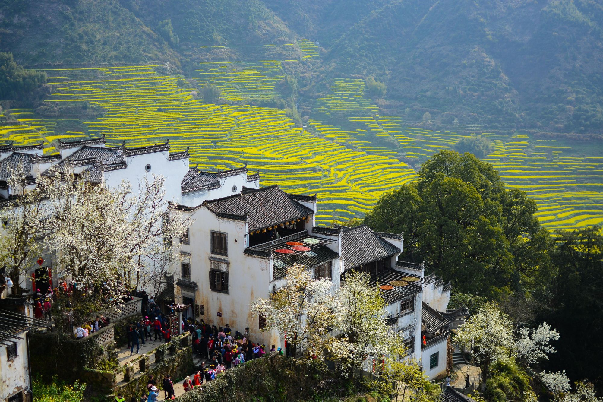 上春山丨江西婺源：梯田花海人在画中游(图2)