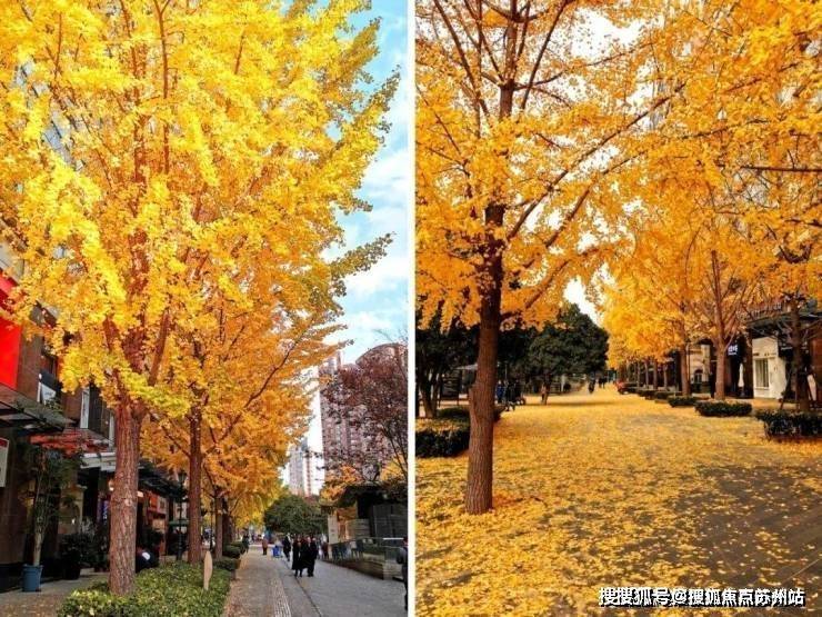 九游体育网站：古北99(古北99售楼处)首页网站-2025房价_楼盘评测丨地址丨详情丨售楼处电话丨交房时间(图11)