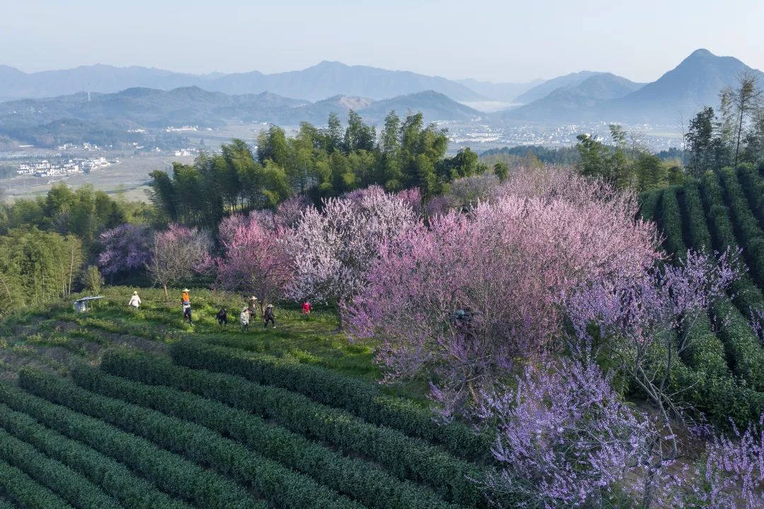 又是爱上黄山的一天(图1)